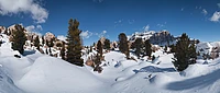 Snow-covered landscape with scattered pine trees and rocky mountains under a clear blue sky.