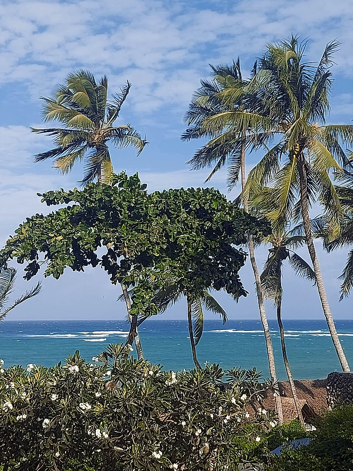 Tropical beach scene with palm trees, flowering shrubs, and turquoise ocean under blue sky