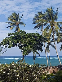 Tropical beach scene with palm trees, flowering shrubs, and turquoise ocean under blue sky