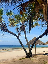 Palm tree on sandy beach with thatched umbrella, ocean and blue sky in background